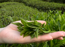 Как вкусно заварить чай